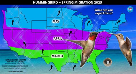 Hummingbird Spring Migration Map 的图像结果