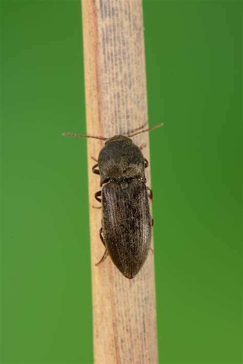 Beneficial Nematodes for Pest Control