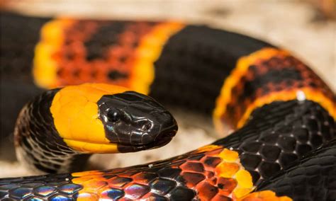 6 Black Snakes in South Carolina - A-Z Animals