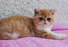 i gatti persiani allevamento shirin gatti persiani ed esotici i gatti persiani allevamento shirin gatti persiani ed esotici
