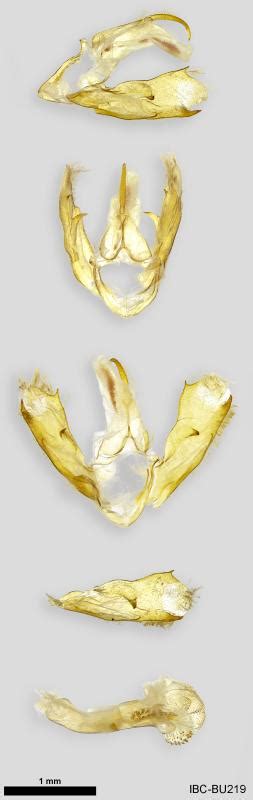 Sesapa honbaensis | Moths