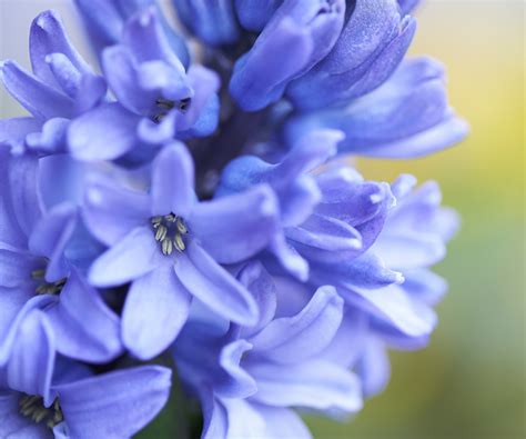 How to grow hyacinth bulbs in containers: top tips | Homes and Gardens