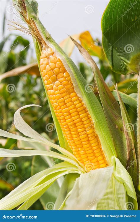 Corn on the stalk stock photo. Image of grain, summer - 20300804