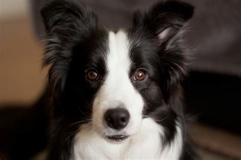 Lifespan of Border Collie: How Long Do They Live?