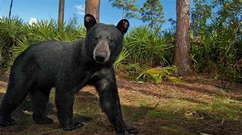 | The Forgotten Coast: Return to Wild Florida
