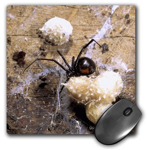 Inside Black Widow Spider Eggs