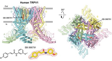 Trpv1structure Illustration 的图像结果