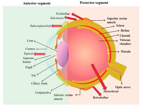 Evolution of Nanotechnology in Delivering Drugs to Eyes, Skin and ...
