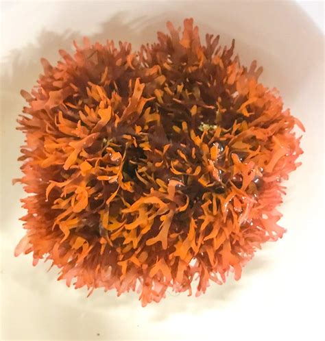 Fire Ball Dragons Tongue Macro Algae Saltwater Plants | Desertcart INDIA