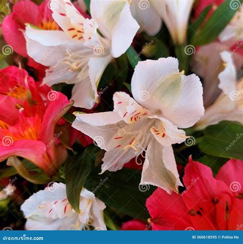 Alstroemeria, Peruvian Lily or Lily of the Incas, is a Genus of Flowering Plants in the Family ...