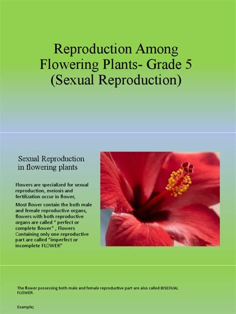 Image result for Vegetative Reproduction Class 5 Activity