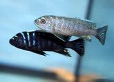 Best Cheapest Aquarium Fish Online at Low Price – Best4Pets