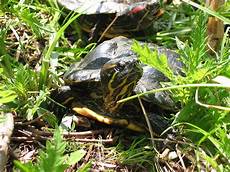 tortue eau douce aquarium tortue de floride wikip 233 dia tortue eau douce aquarium tortue de floride wikip 233 dia