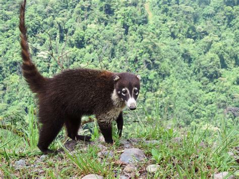 Costa Rica Animals In The Rainforest at William Justice blog