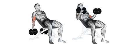 The Best Arm Workout Routine, 15 Must-Do exercisesfor Bigger Biceps an