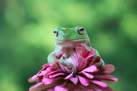 Image result for Pink Tree Frog