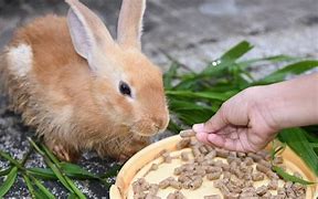 Image result for Forerign Food for Rabbit