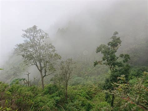 Image result for Eastern Java Bali Rain Forest