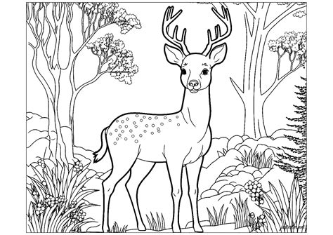Deer Stand Coloring Page