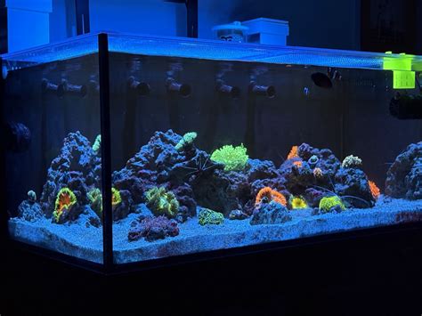 Image result for Reef Decatur Indiana