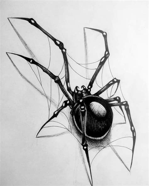 ink drawing spider