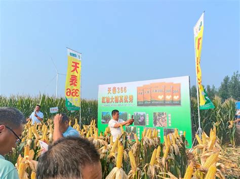 瑞玉588 - 普通玉米 - 大京九种业-打造中国青贮玉米领导品牌
