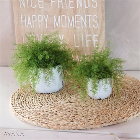 GREEN ADDICT SERTULARIA Collection Natural Preserved Fern Decoration in ...