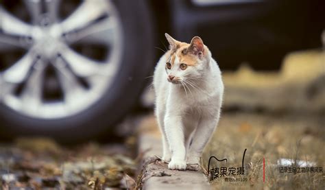 流浪猫|摄影|宠物摄影|阳先森 - 原创作品 - 站酷 (ZCOOL)
