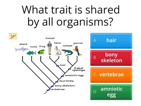Image result for Cladogram Matrix Practice
