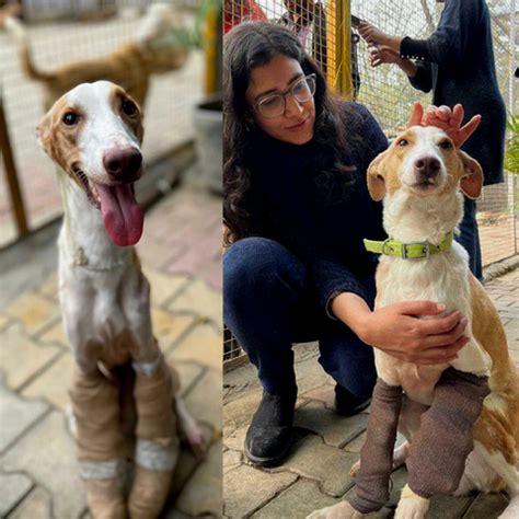 Thrown Off A Building & Badly Injured, Kismat Found His Forever Home I