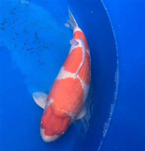 Koi Fish Types And Prices at Darcy Trugernanner blog