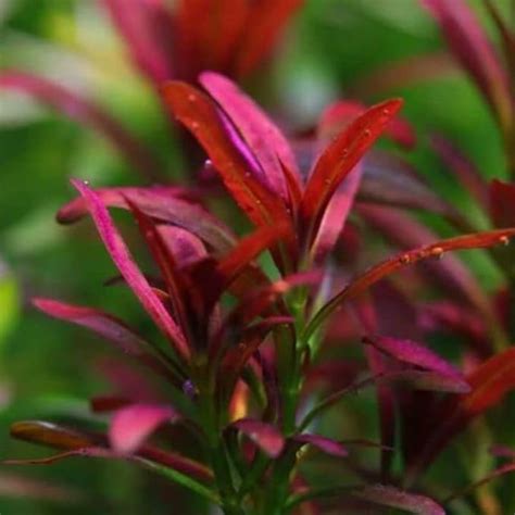 Rotala Ramosior "Sunset" | Rotala sp. | Rotála ramósior (L.) Koehne ...