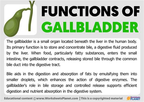 Image result for Normal Gallbladder Function