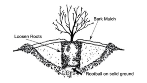 Image result for Tree-Planting Steps