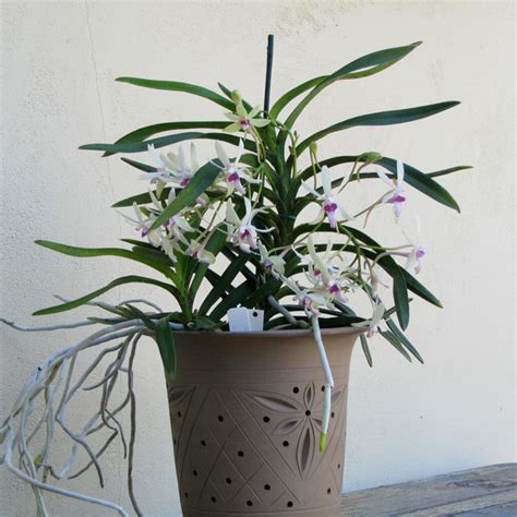 Vanda cristata