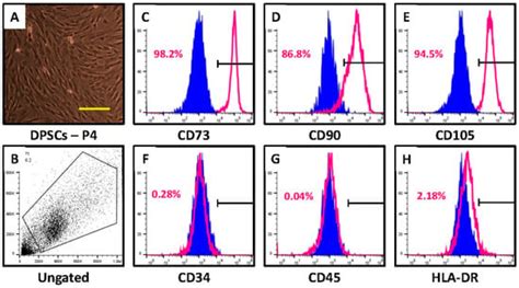 Effect of Different Intracanal Medicaments on the Viability and ...