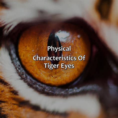 What Color Are Tigers Eyes - colorscombo.com