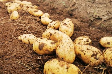 土豆什么时间种植什么时候收获 - 农敢网