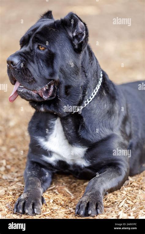 Cane Corso Mastiff 的图像结果