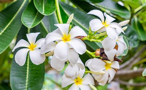 PUGLU WHITE OLEANDER/KANER/KOROBI FLOWER LIVE PLANT : Amazon.in: Garden ...