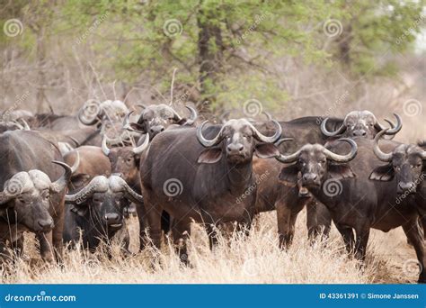 Buffalo stock image. Image of bush, group, safari, nature - 43361391