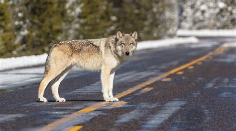 Image result for Wolves of Yellowstone Changing Ecosystem