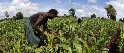 Agriculture started in the Saharas more than 10,000 years ago! - India ...