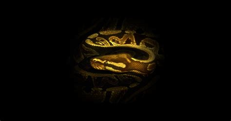 Image result for Toon Python Sticker