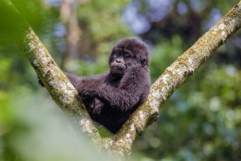 The Tribe Uganda Experience - Kabale | Tripadvisor