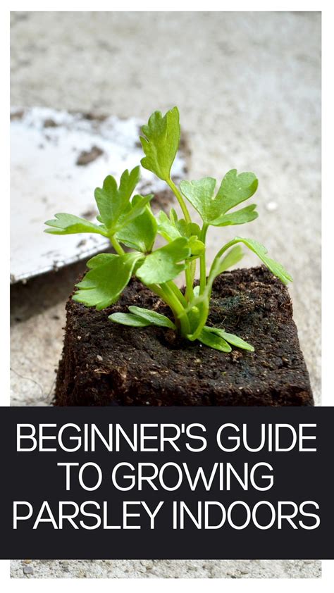 Parsley Growing Instructions at Adrian Eldredge blog