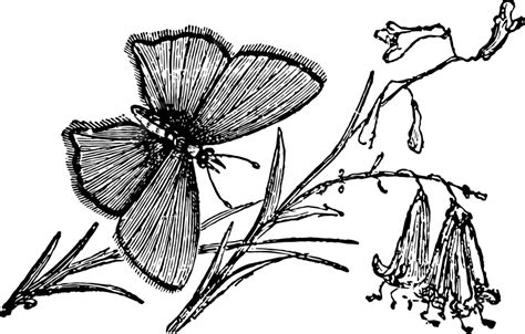 Image result for Red Ruby Drawing