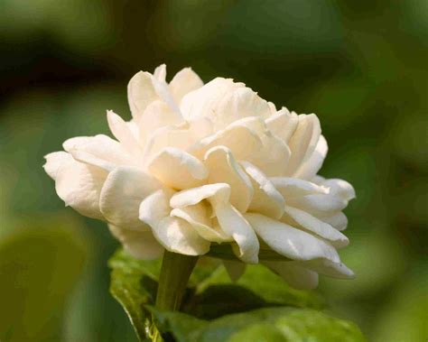 Little or Baby Duke of Tuscany Jasmine Arabian Sambac Tea Live Tropical Plant Highly Fragrant ...