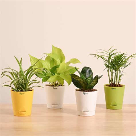 Air Purifying Indoor Plants Combo - Low Care Oxygen Boosters – Ugaoo