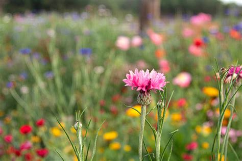 Guide to Wildflower Gardens